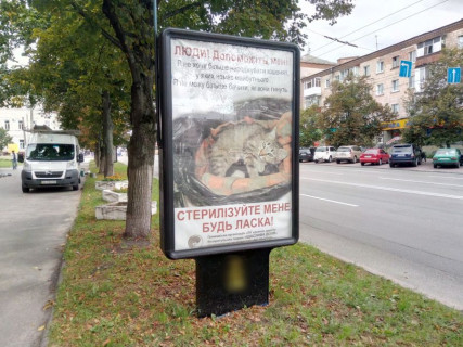 Citylight B in Chernihiv, с13b  prospekt Pobedy, 83, mag Ananas (storona B) Photo 1